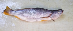 Cynoscion reticulatus