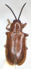 Cephaloleia puncticollis