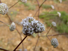 Gypsophila glomerata