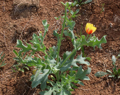 Glaucium corniculatum
