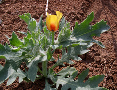 Glaucium corniculatum