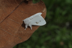 Thagona tibialis