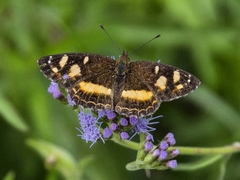 Telenassa berenice
