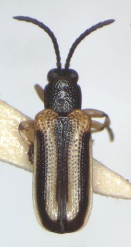 Cephaloleia trivittata · iNaturalist