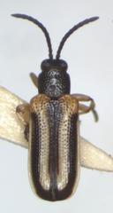 Cephaloleia trivittata