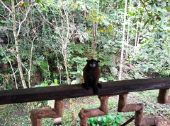 Saguinus fuscicollis