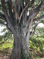 Ficus benghalensis