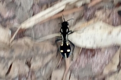 Traumatomutilla graphica