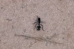 Traumatomutilla graphica