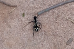 Traumatomutilla graphica