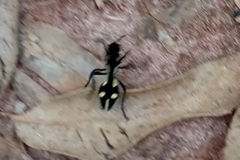 Traumatomutilla graphica