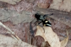 Traumatomutilla graphica