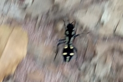 Traumatomutilla graphica