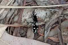 Traumatomutilla graphica