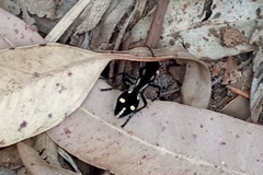 Traumatomutilla graphica