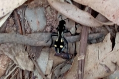 Traumatomutilla graphica