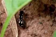 Traumatomutilla graphica