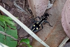 Traumatomutilla graphica