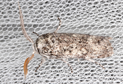 Cryptophasa irrorata Lewin, 1805