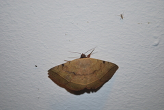 Hypopyrini