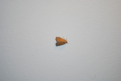 Lepidoptera