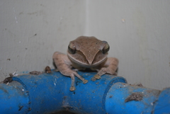 Polypedates megacephalus