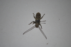 Gnatholea eburifera