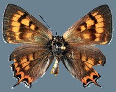 Tharsalea arota schellbachi