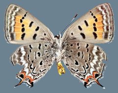 Tharsalea arota schellbachi