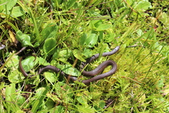 Thamnophis lineri