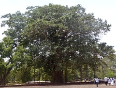 Ficus benghalensis