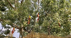 Ficus religiosa