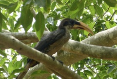 Ocyceros gingalensis