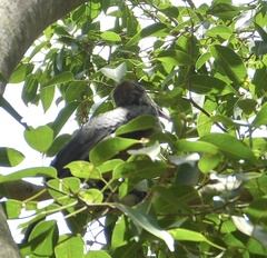 Ocyceros gingalensis