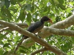 Ocyceros gingalensis