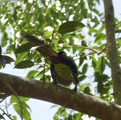 Ocyceros gingalensis