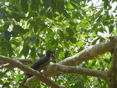 Ocyceros gingalensis