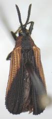 Chalepus horni