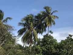 Cocos nucifera