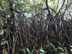 Rhizophora mucronata