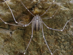 Cosmobunus granarius