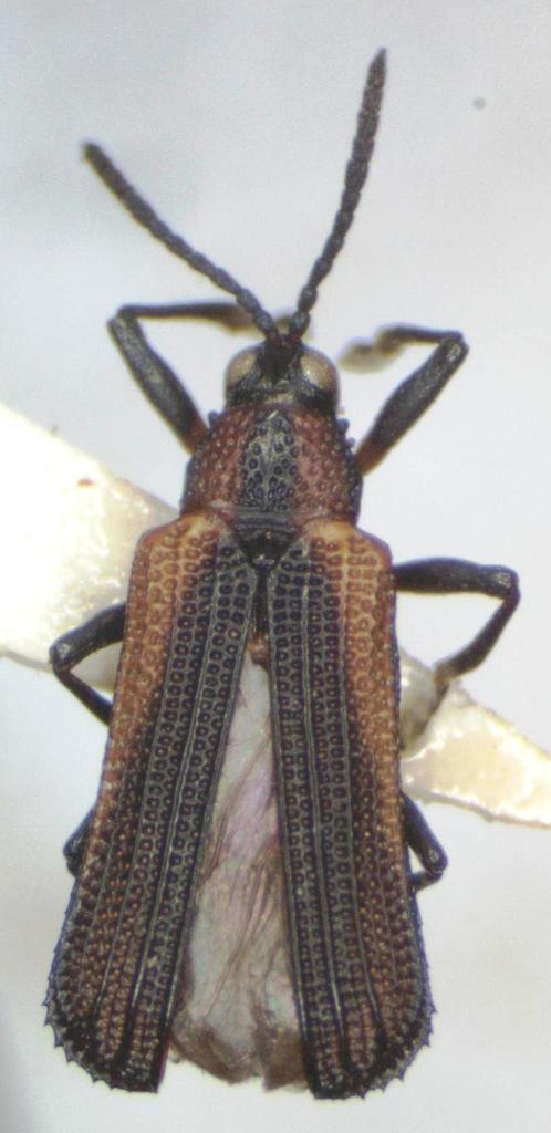 Chalepus pici
