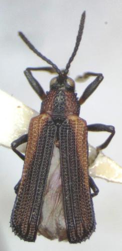 Chalepus pici · iNaturalist