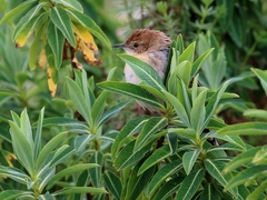 Cisticola lugubris