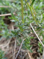 Iberis sempervirens