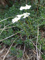 Iberis sempervirens