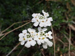 Iberis sempervirens