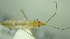 Trigonotylus ruficornis