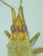 Trigonotylus ruficornis