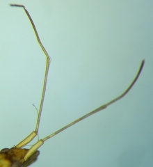 Trigonotylus ruficornis